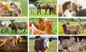 Animal production is the branch of agriculture concerned with breeding, rearing, feeding, and management of domestic animals for food, income, labor, and other useful products.

It focuses on maximizing productivity while maintaining animal health, welfare, and environmental sustainability.